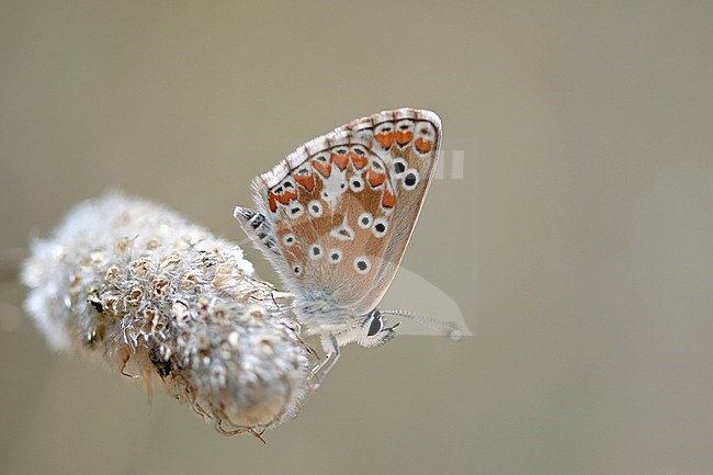 Moors bruin blauwtje / Southern Brown Argus (Aricia cramera) stock-image by Agami/Wil Leurs,