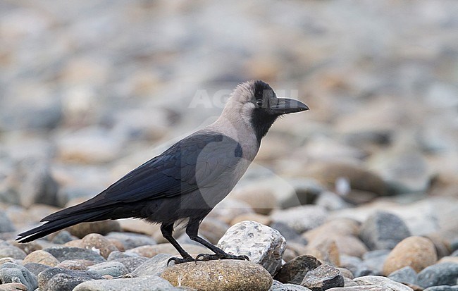House Crow - Glanzkrähe - Corvus splendens, Oman stock-image by Agami/Ralph Martin,