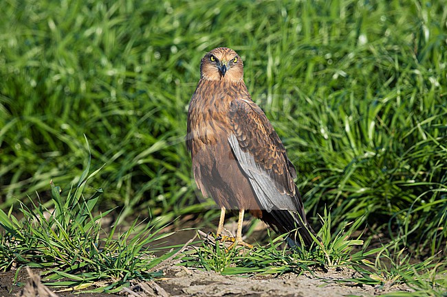 Marsh Harrier (Circus aeruginosus), adult male standing on the ground, Campania, Italy stock-image by Agami/Saverio Gatto,
