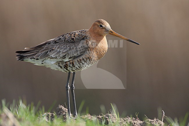 Grutto; Black-tailed Godwit stock-image by Agami/Karel Mauer,