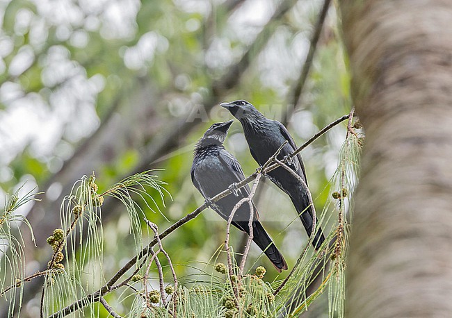 Moluccan Starling (Aplonis mysolensis) in West Papua, Indonesia. stock-image by Agami/Pete Morris,