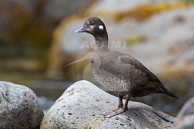 Harlequin Duck (Histrionicus histrionicus), side view of an adult female standing on a rock, Southern Region, Iceland stock-image by Agami/Saverio Gatto,