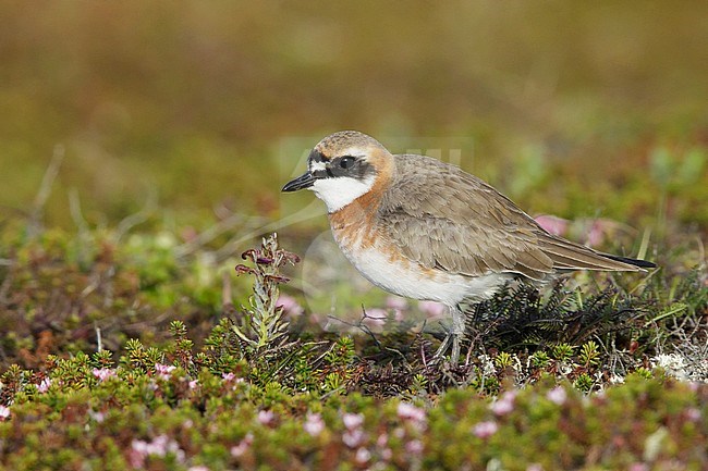 Adult male Lesser Sand Plover (Charadrius mongolus stegmanni) in summer plumage on the arctic tundra on Seward Peninsula, Alaska, USA. stock-image by Agami/Brian E Small,