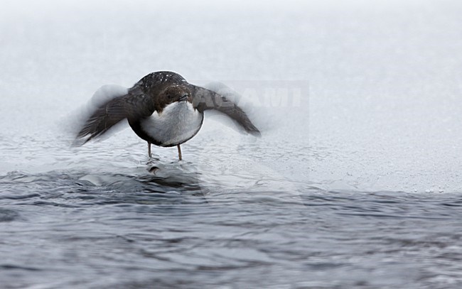 Waterspreeuw baltsend; White-throated Dipper displaying stock-image by Agami/Markus Varesvuo,