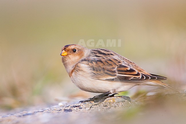 Sneeuwgors in winterkleed in Nederland, Snow Bunting in winterplumage in the Netherlands stock-image by Agami/Menno van Duijn,