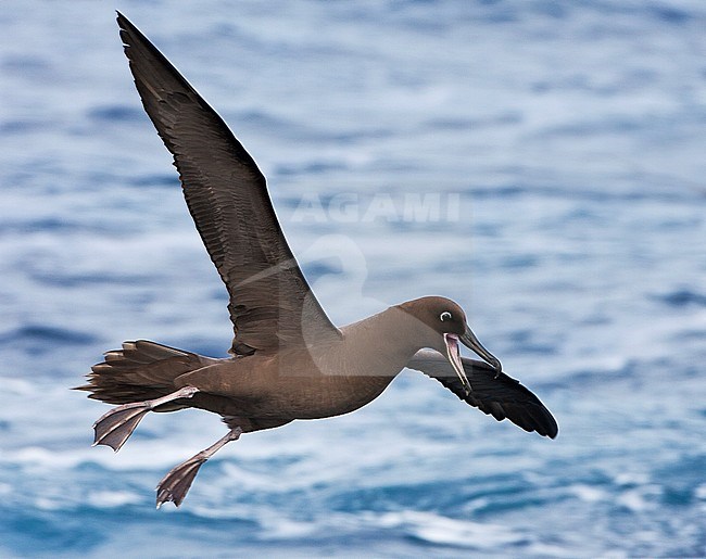 Adult Sooty Albatross (Phoebetria fusca) at sea on the southern Atlantic ocean. Landing whilst making loud noise. stock-image by Agami/Marc Guyt,