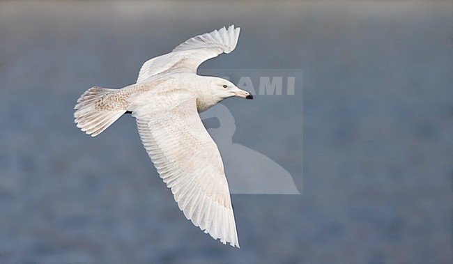 Grote Burgemeester vliegend; Glaucous Gull flying stock-image by Agami/Marc Guyt,