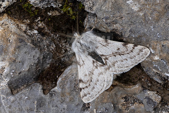 Lycia alpina is a high altitude endemic to the Alps, found in the Austrian Alps of of the Lech Valley; picture is showing a male stock-image by Agami/Mathias Putze,