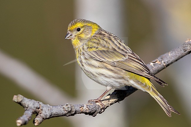 European Serin (Serinus serinus), side view of an adult male perched on a branch, Campania, Italy stock-image by Agami/Saverio Gatto,