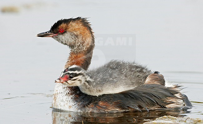 Kuifduiker zwemmend met jong; Horned Grebe swimming with juvenile stock-image by Agami/Markus Varesvuo,