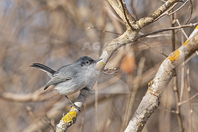 Black-capped Gnatcatcher, Polioptila nigriceps, in Mexico. stock-image by Agami/Pete Morris,