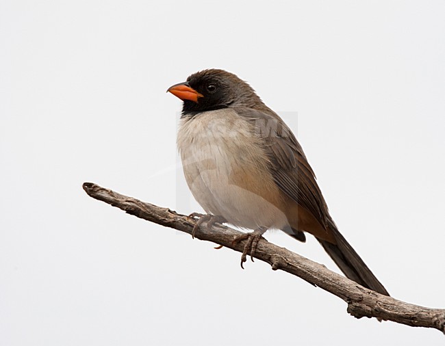 Zwartkeelsaltator, Black-throated Saltator stock-image by Agami/Roy de Haas,