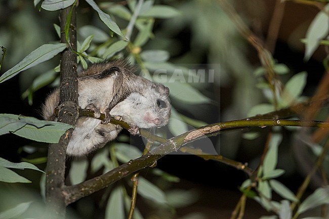 Siberian flying squirrel - Europäisches Gleithörnchen - Pteromys volans, Russia (Baikal), adult stock-image by Agami/Ralph Martin,