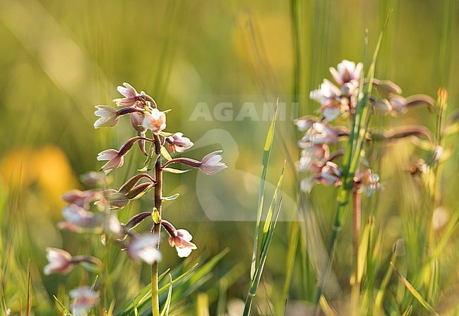 Flowers in Dutch meadow with backlight. stock-image by Agami/Arjan van Duijvenboden,