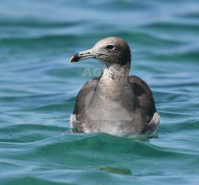Sooty Gull, Ichthyaetus hemprichii, along the coast in Oman. stock-image by Agami/Laurens Steijn,