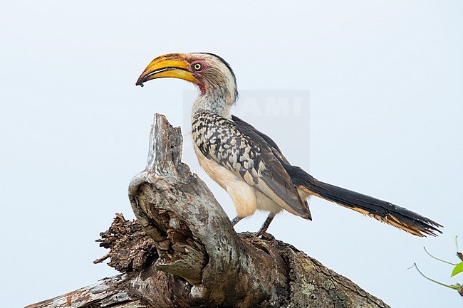 Southern Yellow-billed Hornbill (Lamprotornis leucomelas), side view of an adult perched on a branch, Mpumalanga, South Africa stock-image by Agami/Saverio Gatto,