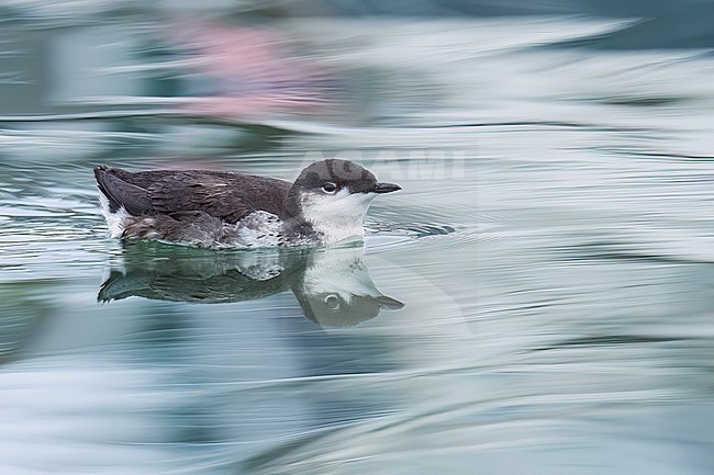 Adult, Scripps's Murrelet, Synthliboramphus scrippsi
San Diego Co., California, USA
July / summer stock-image by Agami/Brian E Small,