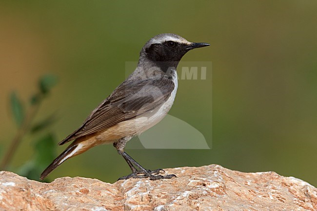 Westelijke Roodstaarttapuit mannetje op rots; Kurdish Wheatear male on rock stock-image by Agami/Daniele Occhiato,