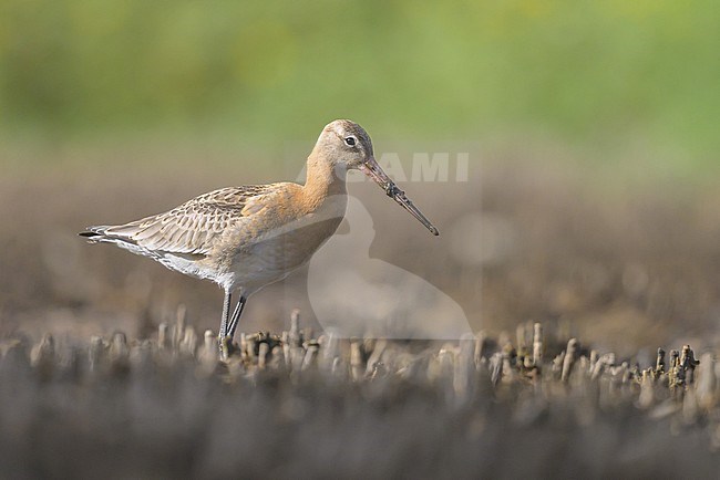 Black-tailed godwit (Limosa limosa) juvenile, with the marsh as background. stock-image by Agami/Sylvain Reyt,