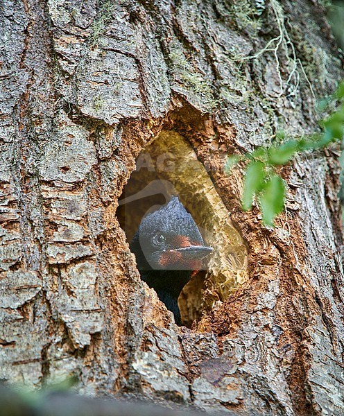 Young Magellanic Woodpecker (Campephilus magellanicus) peeping out of its nest hole in Los Glaciares NP, Argentina stock-image by Agami/Tomas Grim,