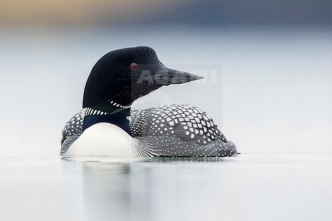 Great Northern Loon (Gavia immer), front view of an adult in the water, Northeastern Region, Iceland stock-image by Agami/Saverio Gatto,