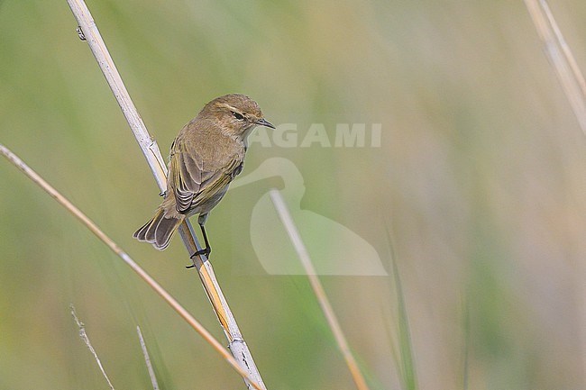 Common chiffchaff, Phylloscopus collybita tristis, peched on a stem of vegetation. stock-image by Agami/Sylvain Reyt,