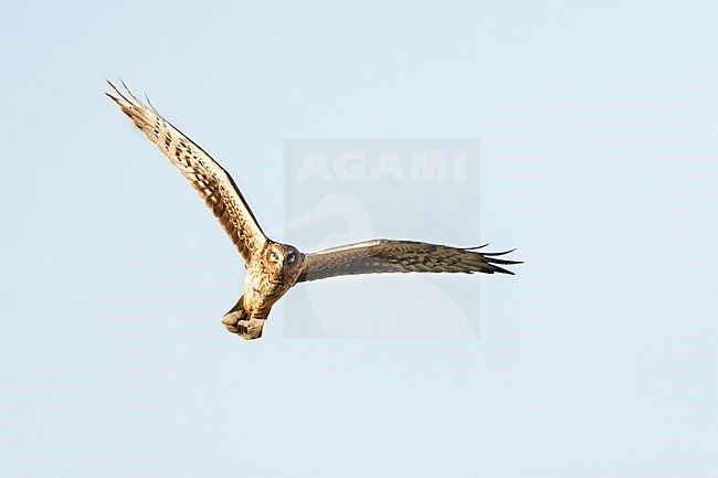 Female Pallid Harrier (Circus macrourus) hunting over Yotvata fields, Israel stock-image by Agami/Marc Guyt,