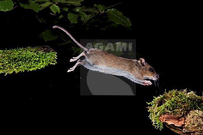 Springende Bosmuis, Wood Mouse jumping stock-image by Agami/Theo Douma,