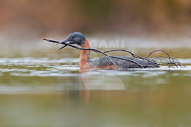 Great Grebe (Podiceps major) bulding a nest  at a lake in Argentina stock-image by Agami/Dubi Shapiro,