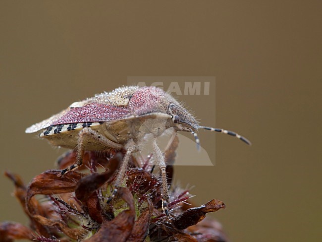 Zittende Bessenwants; sitting Shield Bug; stock-image by Agami/Walter Soestbergen,
