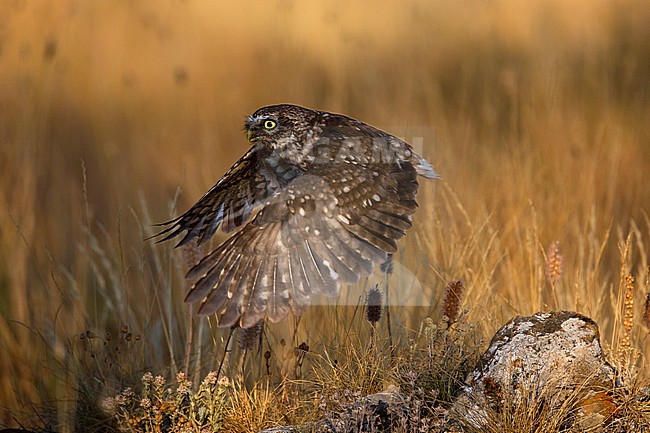 Little Owl (Athene noctua) in Italy. In flight. stock-image by Agami/Daniele Occhiato,