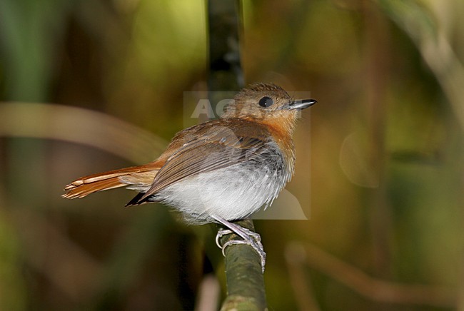 Palawanvliegenvanger, Palawan Flycatcher, Ficedula platenae stock-image by Agami/Pete Morris,