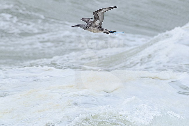  stock-image by Agami/Menno van Duijn,