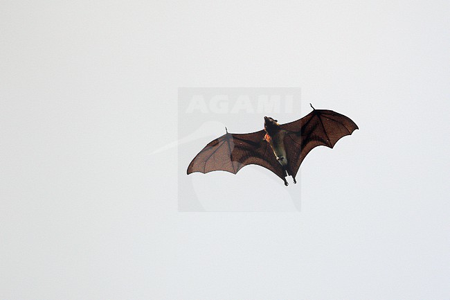 Tanimbars Black-bearded flying fox (Pteropus melanopogon) in the Lesser Sundas, Indonesia. stock-image by Agami/James Eaton,