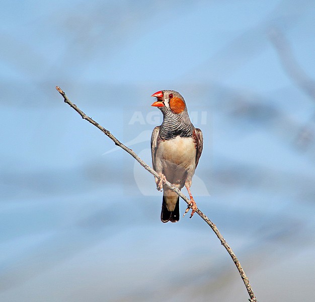 Calling male Australian Zebra Finch, Taeniopygia castanotis, in Australia. stock-image by Agami/Pete Morris,