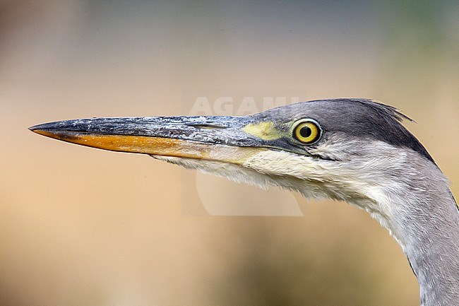 Grey Heron, Ardea cinerea stock-image by Agami/Roy de Haas,