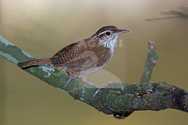 Antioquia Wren (Thryophilus sernai) perched on a branch at San Jeronimo, Antioquia, Colombia. IUCN Status Endangered.  A Colombian endemic species. stock-image by Agami/Tom Friedel,