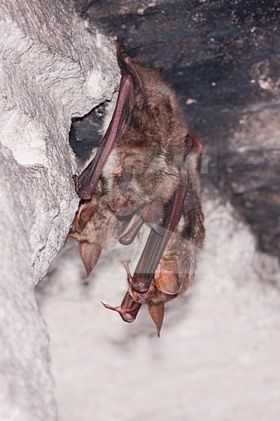 Grote hoefijzerneus hangend; Greater horseshoe bat hanging stock-image by Agami/Theo Douma,