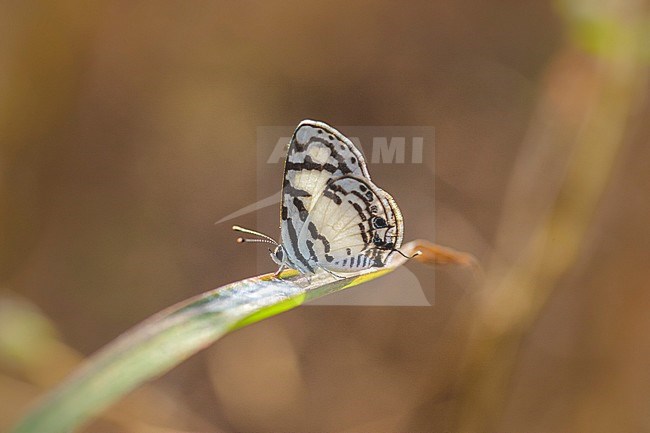 Savannah Pied Pierrot, Tuxentius cretosus nodieri stock-image by Agami/Arie Ouwerkerk,