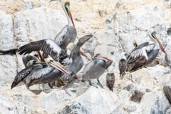 Peruvian Pelican (Pelecanus thagus) off the coast of Lima, Peru. Together with Peruvian Boobies. stock-image by Agami/Marc Guyt,