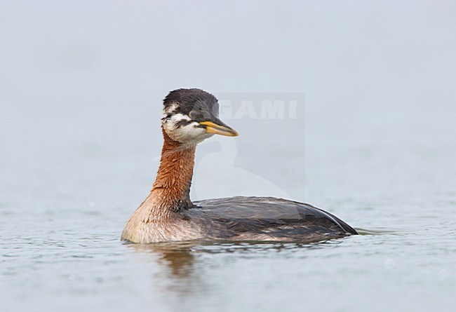 Onvolwassen Roodhalsfuut zwemmend; Immature Red-necked Grebe swimming stock-image by Agami/Ran Schols,