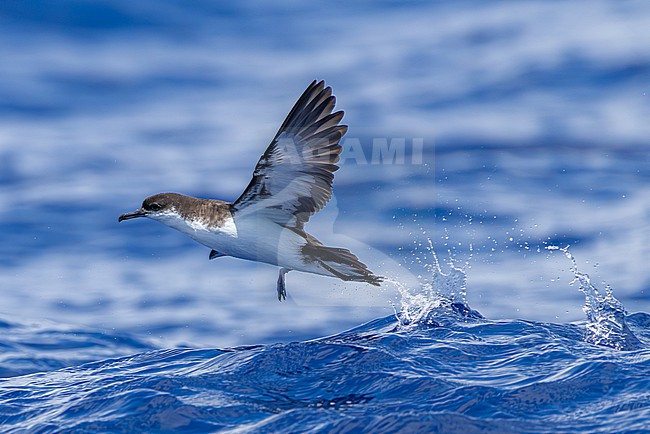 Mascarene Shearwater (Puffinus bailloni bailloni) at sea off Réunion island. stock-image by Agami/Yann Muzika,