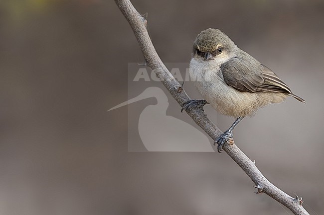 Mouse-colored Penduline-Tit (Anthoscopus musculus) perched on a branch in Tanzania. stock-image by Agami/Dubi Shapiro,