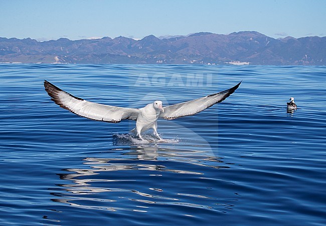 Northern Royal Albatross (Diomedea sanfordi) at sea off Kaikoura, South Island, New Zealand. Landing on the water next to a small boat for tourists. stock-image by Agami/Marc Guyt,