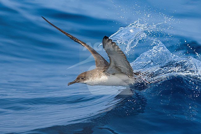 Yelkouan Shearwater, Puffinus yelkouan, in flight over the Mediterranean sea off Italy. stock-image by Agami/Daniele Occhiato,