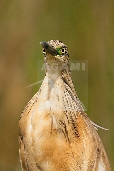Ralreiger volwassen portret, Squacco Heron adult portrait stock-image by Agami/Marc Guyt,