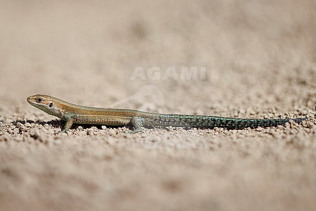 Viviparous Lizard (Zootoca vivipara louislantzi) taken the 19/07/2023 at Larrau - Pyrénnées, France. stock-image by Agami/Nicolas Bastide,