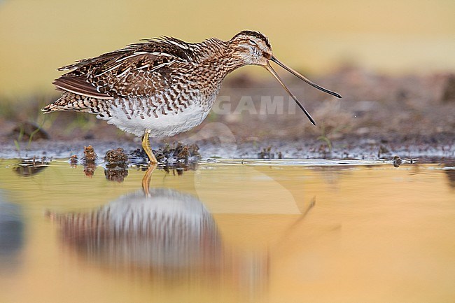 Common Snipe (Gallinago gallinago), side view of an adult standing in the water with its bill opened, Campania, Italy stock-image by Agami/Saverio Gatto,