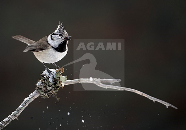 Kuifmees in de winter; European Crested Tit in winter stock-image by Agami/Markus Varesvuo,