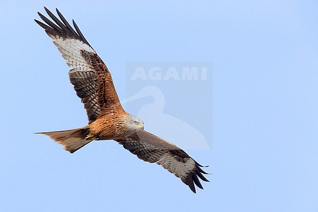 Red Kite (Milvus milvus), adult in flight, Basilicata, Italy stock-image by Agami/Saverio Gatto,